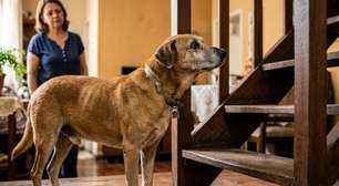 Seu cachorro parece estar envelhecendo antes da hora? Talvez o problema seja outro