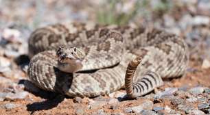 Guizo da cascavel: como esse chocalho natural protege uma das serpentes mais conhecidas do mundo