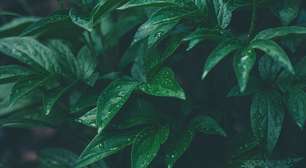 5 erros que podem matar suas plantas no inverno e como evitá-los
