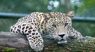 O que significa o proverbio chinês: "O leopardo morre e deixa a sua pele; o homem morre e deixa o seu nome"?