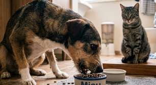 Cachorro pode comer ração de gato? Veja quando isso é um problema