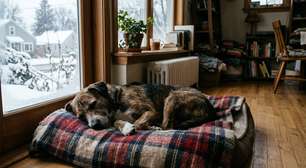 Novo Hamburgo reforça lar temporário para cães no inverno; saiba como participar