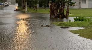 Chuvas causam alagamentos e jacaré é avistado pelas ruas de Imbé