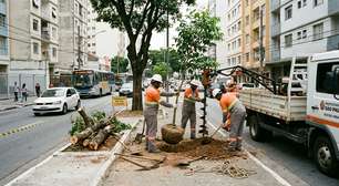 Prefeitura de Chapecó substitui árvores com risco de queda em avenida