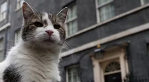 Contratado como 'funcionário público', gato Larry passa a viver com o novo premiê inglês