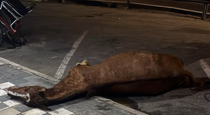 Cavalo sofre mal súbito e morre às margens da Raposo Tavares em Mairinque