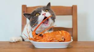 Seu gato está comendo demais? 7 sinais de que a alimentação pode estar passando do ponto