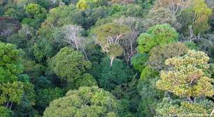 Incêndios na Amazônia registram mínimo histórico em 2025