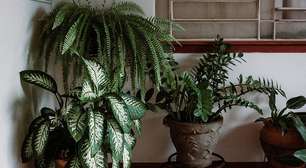 Plantas para Transformar o Astral da Sua Casa com Estilo e Energias Positivas
