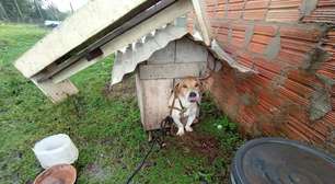Denúncia anônima mobiliza autoridades e resgata cão mantido preso no RS