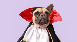 Diários de um Vampiro: 10 nomes para cachorro inspirados na série