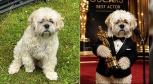 E o Oscar vai para o cachorro que mancou a noite inteira e, na consulta, saiu correndo