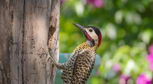 Pica-pau: curiosidades e habilidades que fazem dessa ave uma das mais fascinantes da natureza