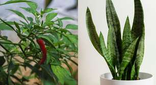 8 plantas para atrair sorte e boas energias na sua casa