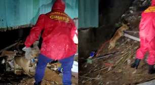 Bombeiros resgatam cão ilhado durante fortes chuvas no Rio Grande do Sul