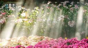 5 plantas que gostam de sol para deixar o seu jardim mais bonito