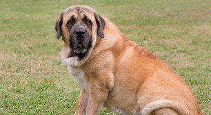 Mastim espanhol: conheça as características do cachorro dessa raça