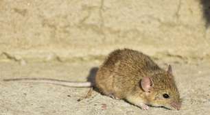 Rato ou camundongo? Entenda as diferenças entre esses roedores