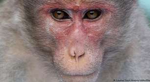 Macacos e humanos compartilham a mesma intuição geométrica