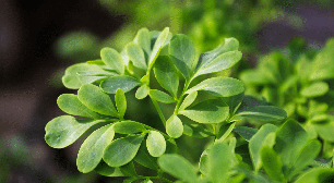 Arruda: 4 benefícios da planta para a espiritualidade
