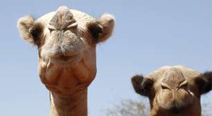 Nem eles aguentam: camelos africanos sofrem com calor excessivo no deserto