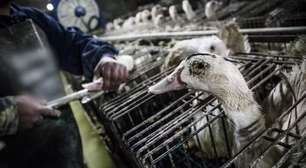 Lula sanciona lei que proíbe a produção e venda de foie gras no Brasil