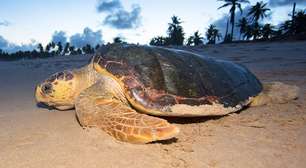 Os animais mais lentos da Terra e por que se movem tão devagar
