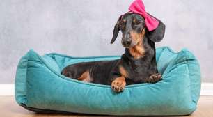 Quando os cães param de crescer? Descubra o que esperar