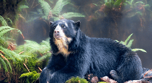 Urso-de-óculos: 7 curiosidades sobre o único urso nativo da América do Sul