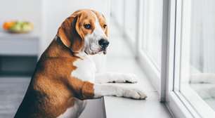 Deixar o cachorro sozinho é maus-tratos? O que diz a lei e os cuidados necessários