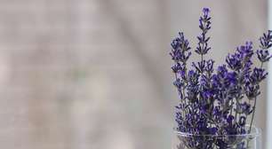 Quer cultivar lavanda em casa? Veja dicas!