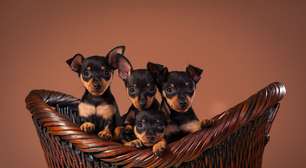 Vai adotar um pinscher? Veja 20 nomes inspirados em filmes e séries