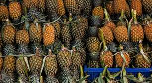 Como plantar abacaxi em vaso e colher o fruto no seu quintal