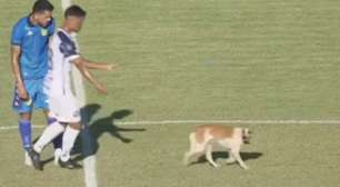 Jogo da Série D do Campeonato Brasileiro é marcado por invasão canina