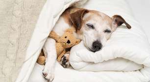 Sonhar com cachorro: entenda os significados espirituais