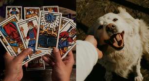 Pet Tarot: nova tendência busca entender os sentimentos dos bichinhos