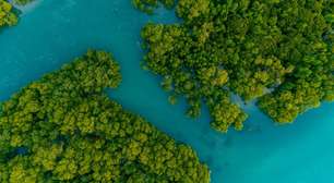 Dia Mundial da Proteção dos Manguezais: entenda a importância desse ecossistema