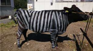 Cientistas pintam vacas como zebras e reduzem ataques de moscas pela metade