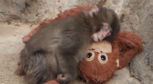 Após viralizar na internet, Macaco Punch completa um ano; veja como ele está hoje