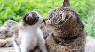 8 dicas para apresentar um filhote para um gato mais velho