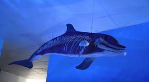 Década do Oceano chega à metade com o desafio: aproximar ciência e sociedade