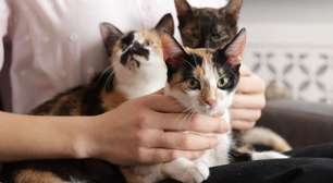 O que significa quando uma pessoa tem muitos gatos, de acordo com a psicologia?