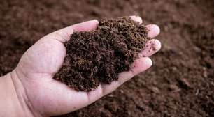 Terra para plantar: como escolher o solo ideal para uma horta saudável