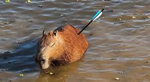 Capivara atingida com flecha morre após resgate em represa de São Paulo