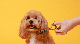 9 cuidados importantes ao levar o cachorro para tosar