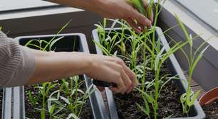 Dia do Agricultor: 5 dicas para cultivar seus próprios alimentos em casa