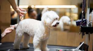 Pet Shop de Porto Alegre terá de indenizar família após Poodle perder parte do rabo em tosa