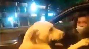 Labrador corre atrás de carro por seis quarteirões e vídeo gera revolta nas redes sociais no Equador