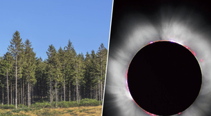 Um estudo diz que as árvores "sentem" eclipses com 14 horas de antecedência e a explicação é mais simples do que parece