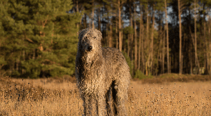 Deerhound: conheça as características do cachorro dessa raça